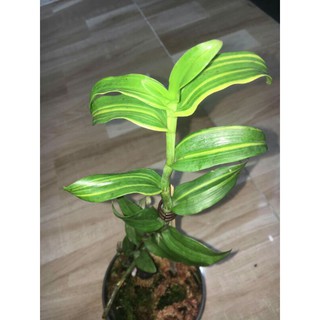 Phi điệp, giả hạc lá kẻ sọc phát tài hàng ki