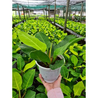 Cây Đế Vương Vàng