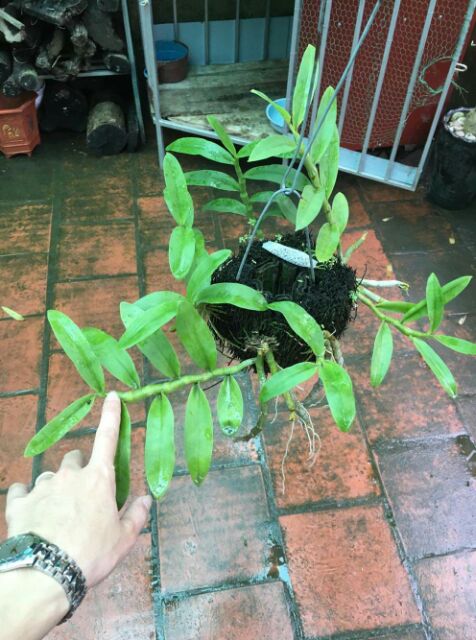 Hoa phong lan trầm tím rừng giò thuần