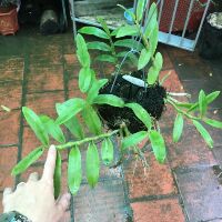 Hoa phong lan trầm tím rừng giò thuần