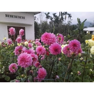 cây hoa thược dược đang nụ [hoa tết]
