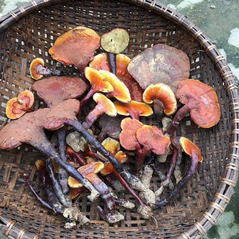 Nấm lim xanh Kon Tum