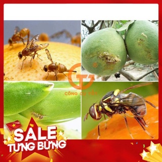 BẪY DỤ RUỒI VÀNG ĐỤC TRÁI
