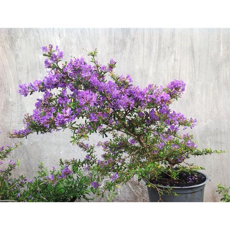 Linh sam tím bonsai
