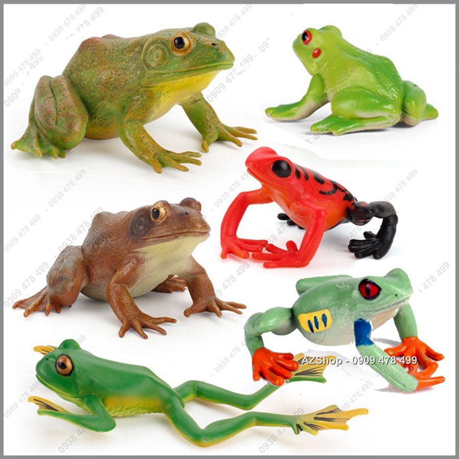 Mô Hình Ếch Nhái - 7708.1
