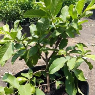 Ổi lê cao 50cm đang co trái