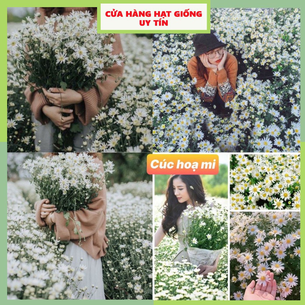 Hạt Giống Hoa Cúc Họa Mi F1 Loại Siêu Dễ Trồng Hoa Nở Đẹp Kháng Sâu Bệnh [ gói 50gram,100gram,200gram ]