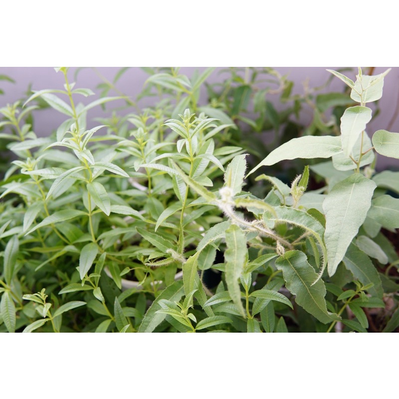 Cây Sả Chanh Pháp JUN GARDEN Verveine Odorante