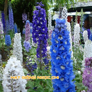 Hạt Giống Hoa Phi Yến Mix - 50 Hạt