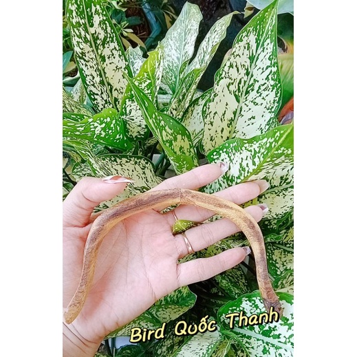 Cầu cong gỗ