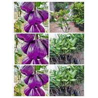 Cây giống roi tím ( mận tím)