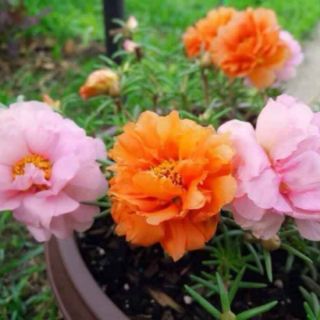 1 cành mười giờ mỹ