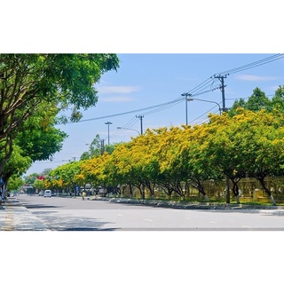 Cây Lim Xẹt
