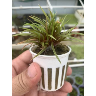 Cây thủy sinh Dùi trống Ấn Độ