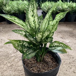 Cây Ngọc ngân ( cụm 3 cây)