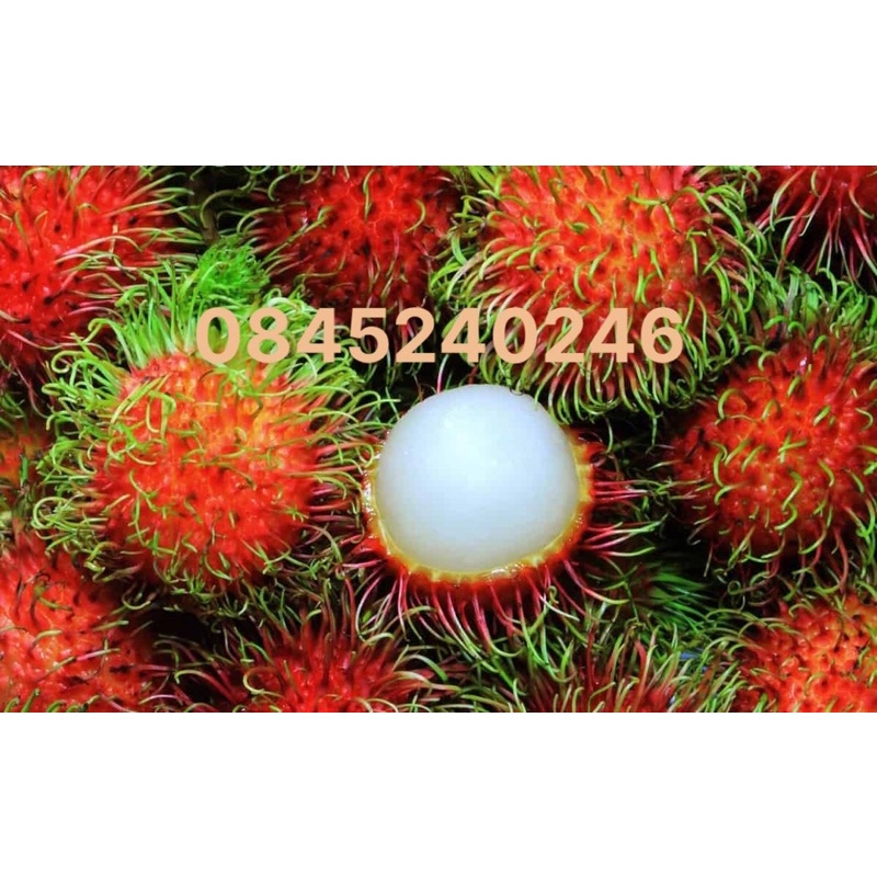 1kg chôm chôm thái loại 1 siêu ngon tươi ngọt bán giá sỉ [ CHỈ GIAO TPHCM]