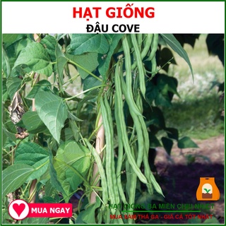 Hạt Giống Đậu Cove Hạt Nâu Cao Sản Sai Trái 20Gram