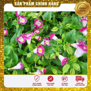 Hạt giống hoa mắt nai mix (10 Hạt )