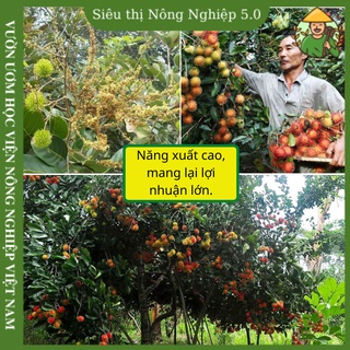 Cây giống chôm chôm thái f1, giống chôm chôm đại học Nông Nghiệp 1, cây chôm chôm ghép cao 60cm-80m