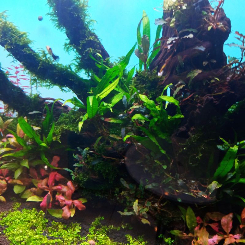 Phân nước tổng hợp All in One Pro chai 230ml | BigBuy360 - bigbuy360.vn