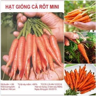 Hạt giống cà rốt mini - 1 gói 100 hạt