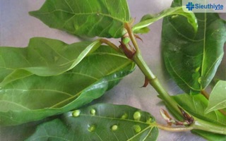 Lá sung tươi 300g