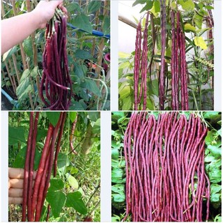 Hạt giống đậu đũa đỏ Mỹ - 1 gói 3gram
