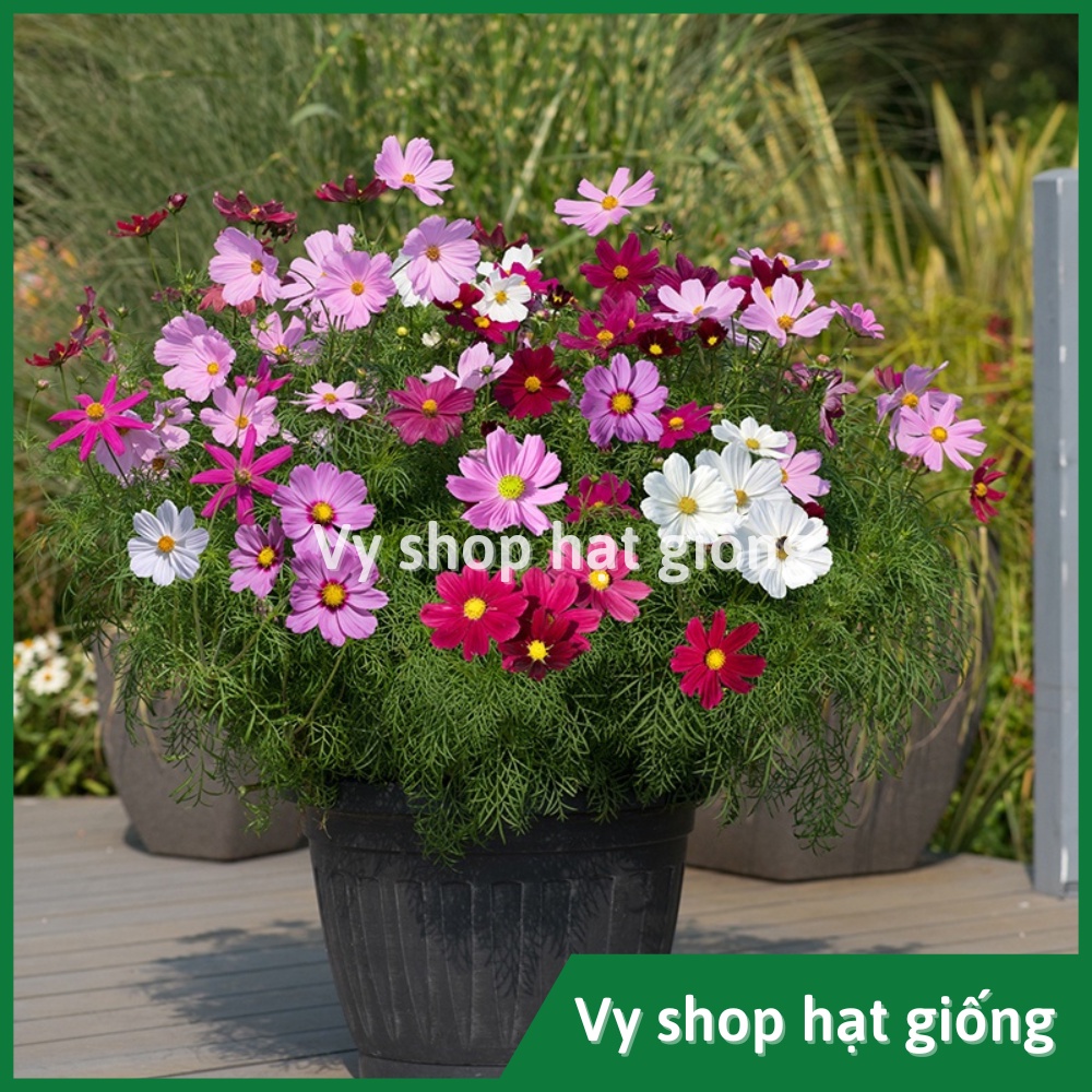 100gr hạt giống sao nhái  mix 18 màu - khoảng 10.000 hạt