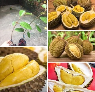 Sầu riêng ri6