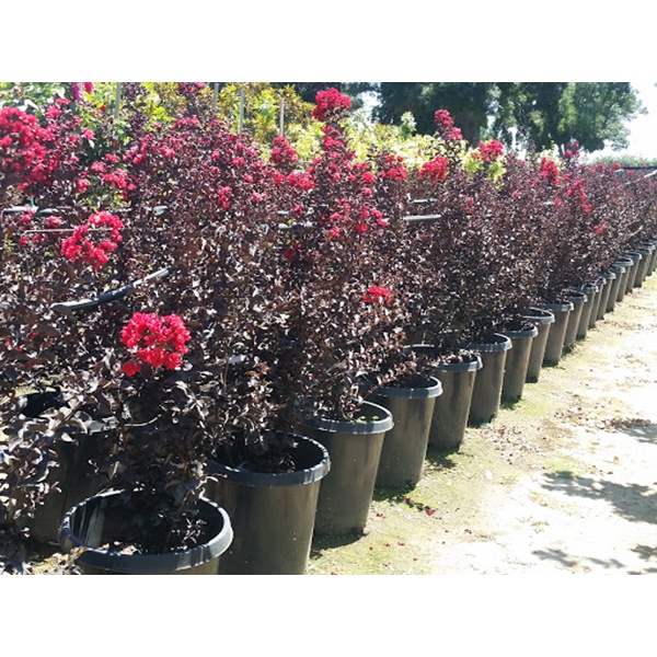 TƯỜNG VI HUYẾT LONG GIỐNG-CÂY TO KHỎE CỰC ĐẸP