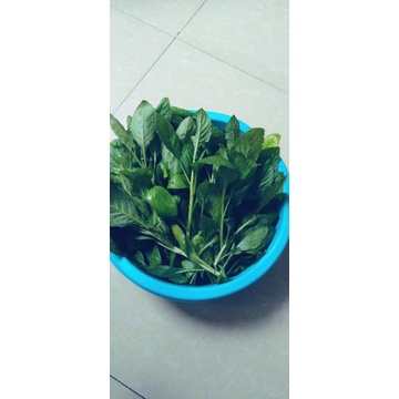 Chậu cây rau cải trời chậu to c9 rất nhiều cây.