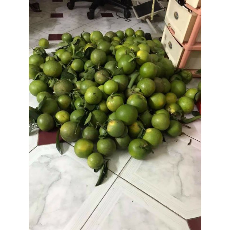 Cây cam xoàn