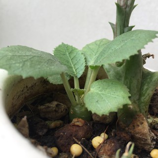 Cây mặt trời thân củ Dorstenia