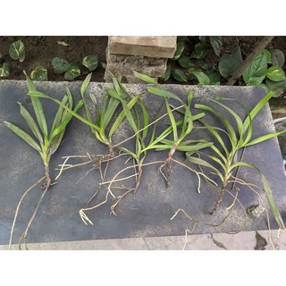 combo 5 ngọn quế hoà bình