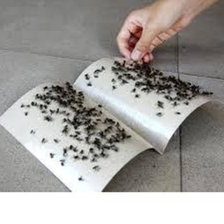 Combo 50 tấm keo dính ruồi- không độc hại độ dính cao sử dụng được nhiều lần