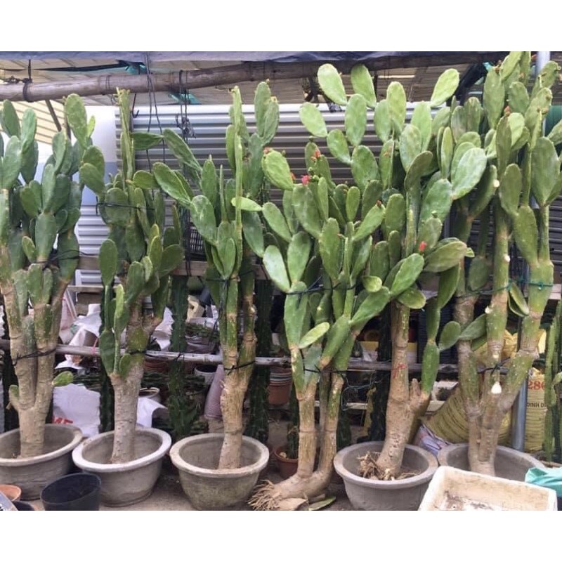 Xương rồng tai thỏ