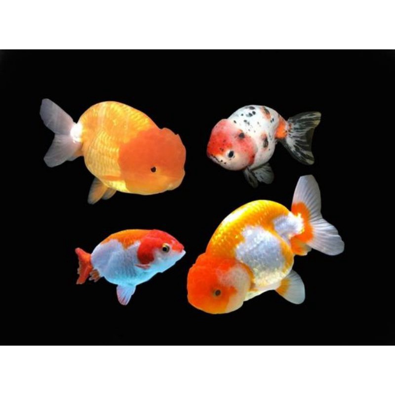 Cá Ping Pong - Cá Ranchu (Grap ship hỏa tốc)