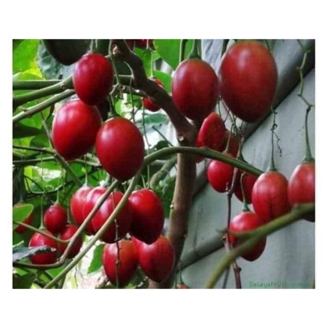 Cây cà chua thân gỗ