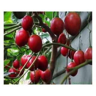 Cây cà chua thân gỗ
