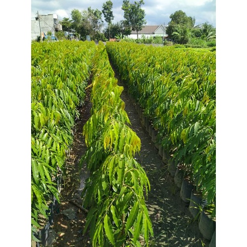 Combo 6 cây hoàng nam cao 50cm đẹp