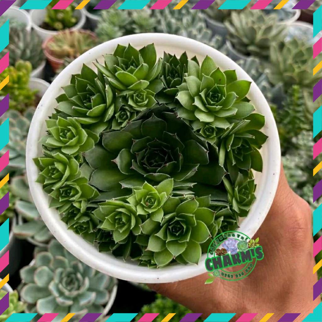 SEN ĐÁ PHẬT BÀ - SEN PHẬT BÀ BỤI SIZE TO NHIỀU CÂY - HƯ 1 ĐỔI 1