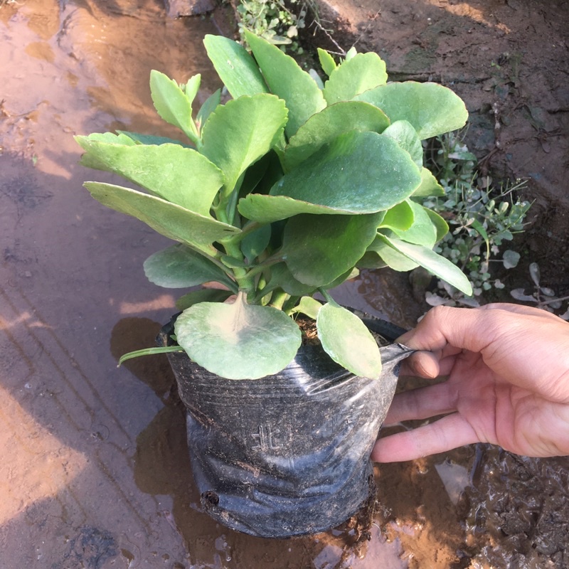 Cây Hoa Sống Đời  Hoa Màu ĐỎ Quanh Năm,Dễ Trồng