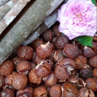 BỒ HÒN QUẢNG TRỊ