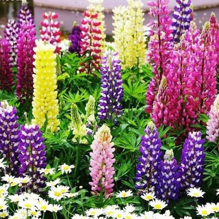 Hạt Giống Hoa Đậu Lupin Mix