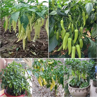 Hạt Giống Ớt sừng RAĐO 122