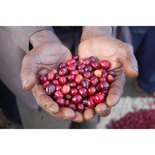 500g Cà Phê Arabica & Robusta Nguyên Chất Pha Phin Pha Máy