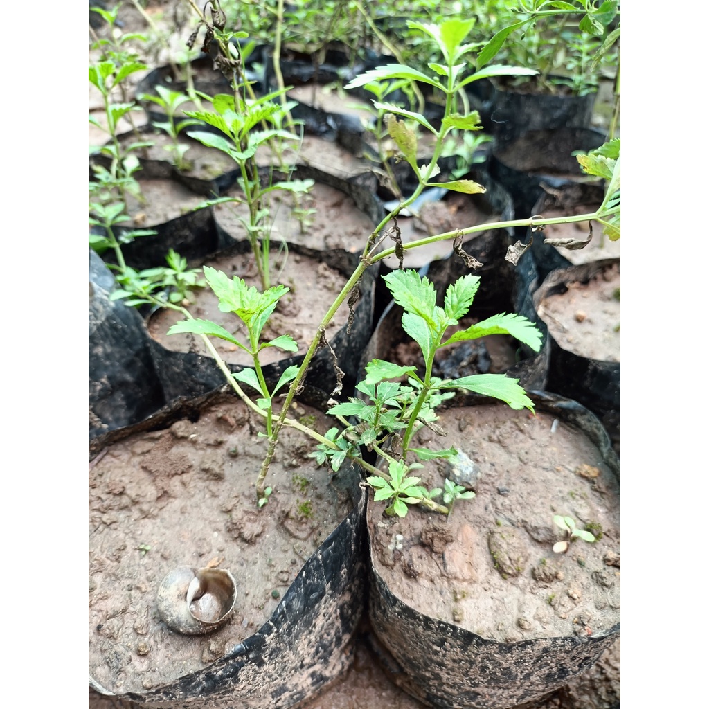 Cây giống cam thảo đất