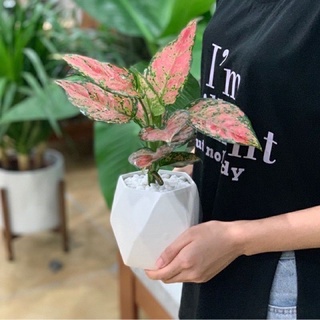 ☆☆ Chậu mềm vạn Lộc/ cây thiên Phú