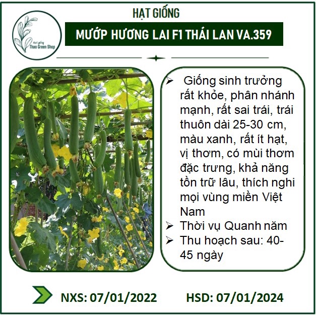 Hạt Giống Mướp Hương Quả Ngắn Thái Lan