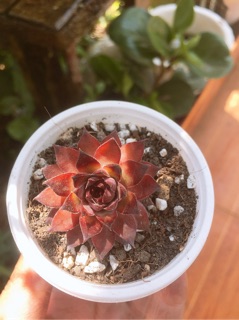 sen đá phật bà lửa mini